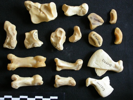Carpe et phalanges (111624 visites) Panthera leo - Femelle adulte - Éléments droitsCollection : Aberdares (Id:OM7713) - Pays : Kenya
... Carpe et phalanges