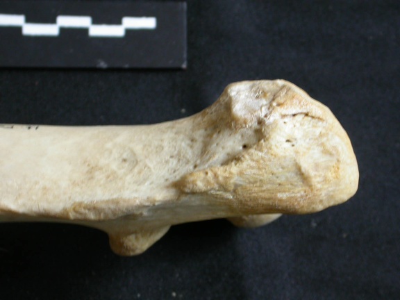 Femur: proximale part