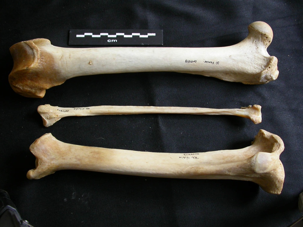 Fémur, tibia et fibula (21360 visites) Panthera leo - Femelle adulte - Éléments gauche et droitsCollection : Aberdares (Id:OM7713) - Pays... Fémur, tibia et fibula