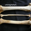 Fémur, tibia et fibula (21345 visites) Panthera leo - Femelle adulte - Éléments gauche et droitsCollection : Aberdares (Id:OM7713) - Pays... Fémur, tibia et fibula