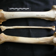 Fémur, tibia et fibula (21418 visites) Panthera leo - Femelle adulte - Éléments gauche et droitsCollection : Aberdares (Id:OM7713) - Pays... Fémur, tibia et fibula