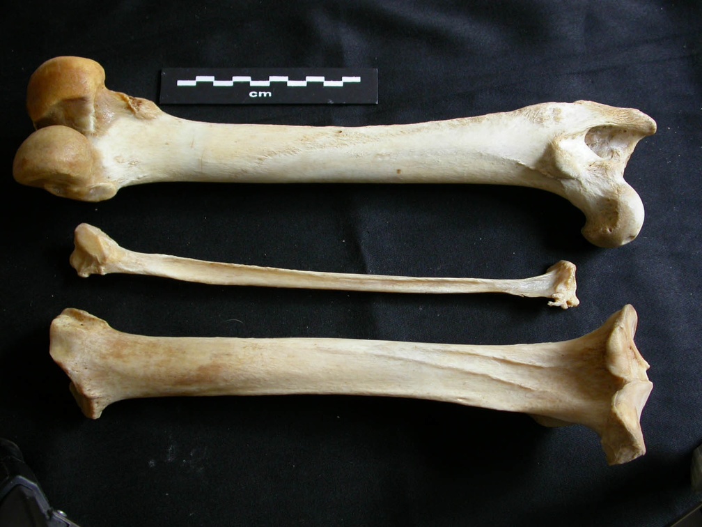 Fémur, tibia et fibula (20071 visites) Panthera leo - Femelle adulte - Éléments gauche et droitsCollection : Aberdares (Id:OM7713) - Pays... Fémur, tibia et fibula