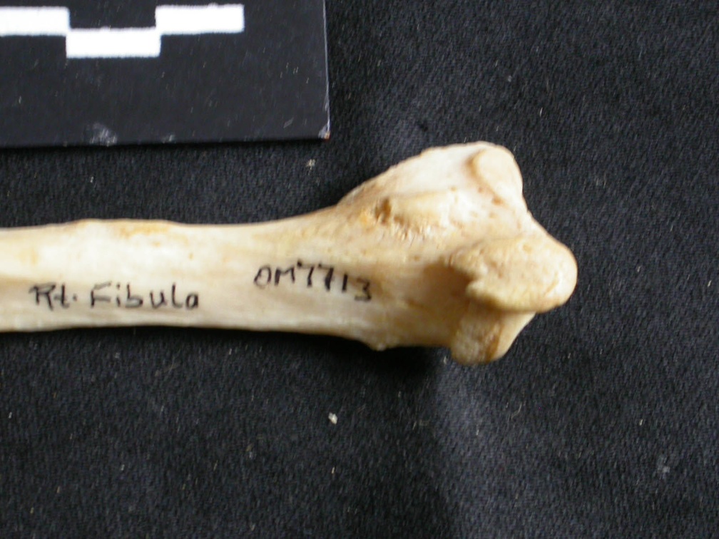 Fibula : partie distale (17737 visites) Panthera leo - Femelle adulte - Élément droitCollection : Aberdares (Id:OM7713) - Pays : Kenya
Fibula : partie distale