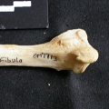 Fibula : partie distale (17713 visites) Panthera leo - Femelle adulte - Élément droitCollection : Aberdares (Id:OM7713) - Pays : Kenya
Fibula : partie distale