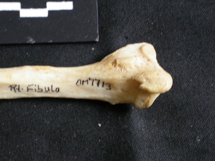 Fibula : partie distale (17718 visites) Panthera leo - Femelle adulte - Élément droitCollection : Aberdares (Id:OM7713) - Pays : Kenya
Fibula : partie distale