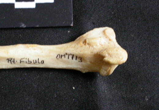 Fibula : partie distale (17710 visites) Panthera leo - Femelle adulte - Élément droitCollection : Aberdares (Id:OM7713) - Pays : Kenya
Fibula : partie distale
