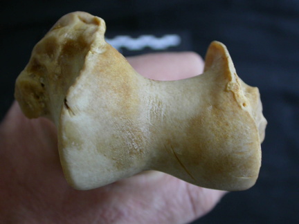 Humérus : extrémité distale