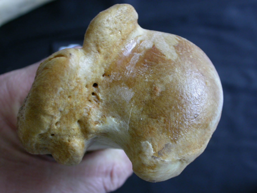 Humérus : extrémité proximale