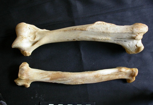 Humerus and radius