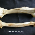 Humérus et radius (18651 visites) Panthera leo - Femelle adulte - Éléments droitsCollection : Aberdares (Id:OM7713) - Pays : Kenya
... Humérus et radius
