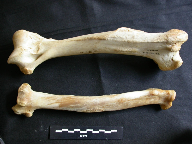Humérus et radius (18662 visites) Panthera leo - Femelle adulte - Éléments droitsCollection : Aberdares (Id:OM7713) - Pays : Kenya
... Humérus et radius