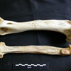 Humérus et radius (18283 visites) Panthera leo - Femelle adulte - Éléments droitsCollection : Aberdares (Id:OM7713) - Pays : Kenya
... Humérus et radius