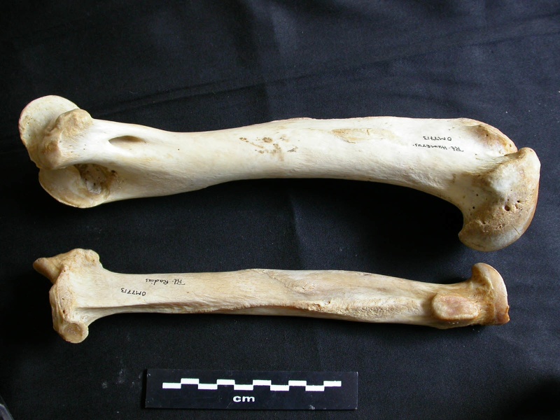 Humerus and radius