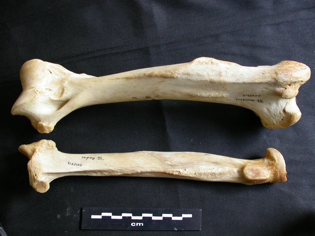 Humerus and radius