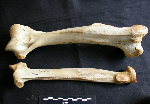 Humerus and radius