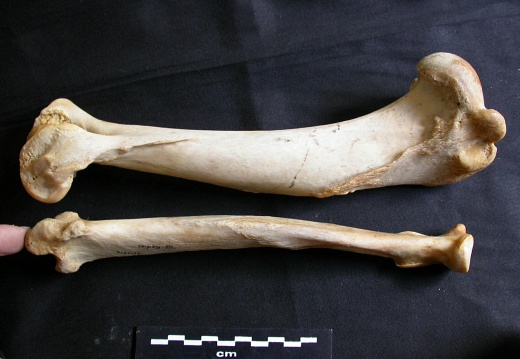 Humerus and radius