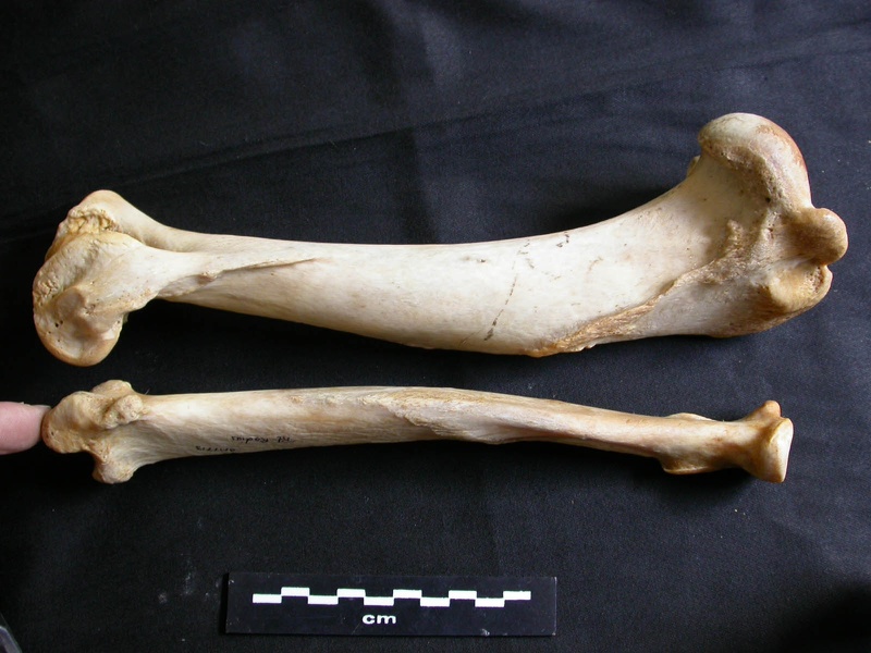 Humérus et radius (17869 visites) Panthera leo - Femelle adulte - Éléments droitsCollection : Aberdares (Id:OM7713) - Pays : Kenya
... Humérus et radius