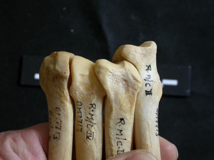 Metacarpianos : parte proximal (18965 visitas) Panthera leo - Hembra adulta - Elementos derechosColección : Aberdares (Id:OM7713) - País : Kenia Metacarpianos : parte proximal