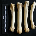 Métatarsiens (18580 visites) Panthera leo - Femelle adulte - Éléments droitsCollection : Aberdares (Id:OM7713) - Pays : Kenya
... Métatarsiens