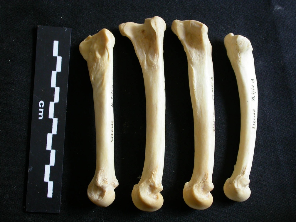 Métatarsiens (18039 visites) Panthera leo - Femelle adulte - Éléments droitsCollection : Aberdares (Id:OM7713) - Pays : Kenya
... Métatarsiens
