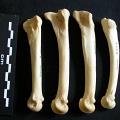 Métatarsiens (18112 visites) Panthera leo - Femelle adulte - Éléments droitsCollection : Aberdares (Id:OM7713) - Pays : Kenya
... Métatarsiens