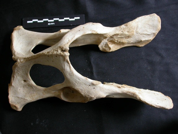 Pelvis (16917 visites) Panthera leo - Femelle adulteCollection : Aberdares (Id:OM7713) - Pays : Kenya
Pelvis