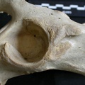 Coxal : acétabulum (18568 visites) Panthera leo - Femelle adulte - Élément gaucheCollection : Aberdares (Id:OM7713) - Pays : Kenya
... Coxal : acétabulum