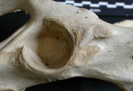 Coxal: acetabulum