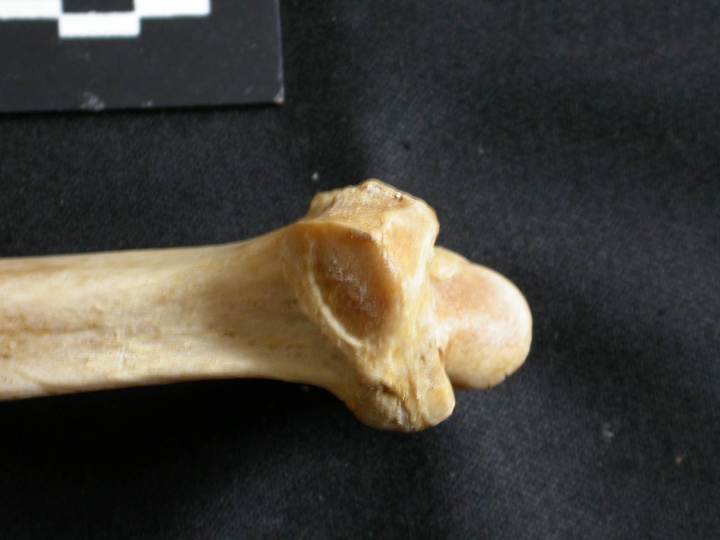 Radius : partie distale (17292 visites) Panthera leo - Femelle adulte - Élément droitCollection : Aberdares (Id:OM7713) - Pays : Kenya
Radius : partie distale