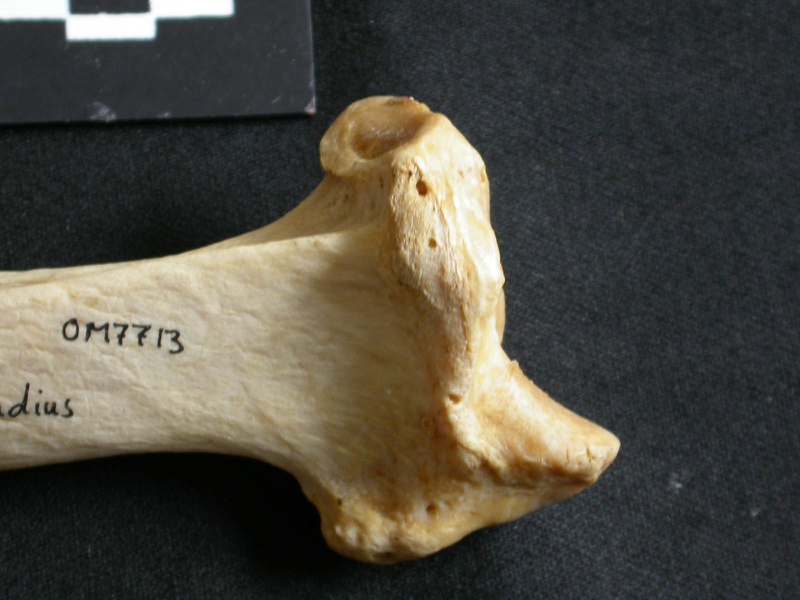 Radius : partie distale (16367 visites) Panthera leo - Femelle adulte - Élément droitCollection : Aberdares (Id:OM7713) - Pays : Kenya
Radius : partie distale