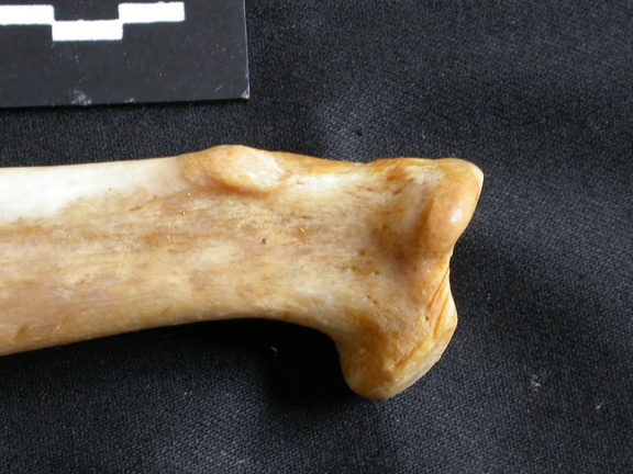 Radius : partie proximale (16826 visites) Panthera leo - Femelle adulte - Élément droitCollection : Aberdares (Id:OM7713) - Pays : Kenya
Radius : partie proximale