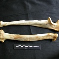 Radius et ulna (20204 visites) Panthera leo - Femelle adulte - Éléments droitsCollection : Aberdares (Id:OM7713) - Pays : Kenya
... Radius et ulna
