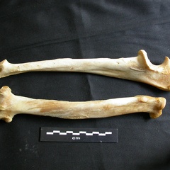 Radio y ulna (20157 visitas) Panthera leo - Hembra adulta - Elementos derechosColección : Aberdares (Id:OM7713) - País : Kenia Radio y ulna