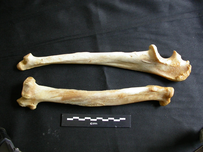 Radius and ulna (20143 visits) Panthera leo - Adult female - Right elementsCollection: Aberdares (Id:OM7713) - Country: Kenya Radius and ulna