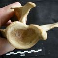 Scapula : vue ventrale (17730 visites) Panthera leo - Femelle adulte - Élément droitCollection : Aberdares (Id:OM7713) - Pays : Kenya
Scapula : vue ventrale