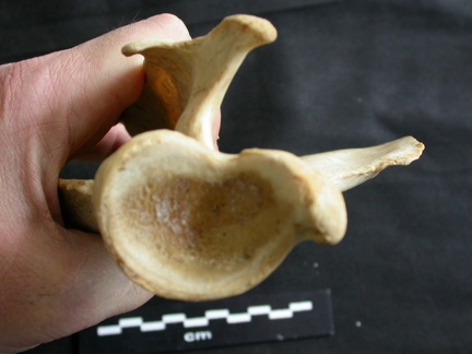 Scapula : vue ventrale (17750 visites) Panthera leo - Femelle adulte - Élément droitCollection : Aberdares (Id:OM7713) - Pays : Kenya
Scapula : vue ventrale
