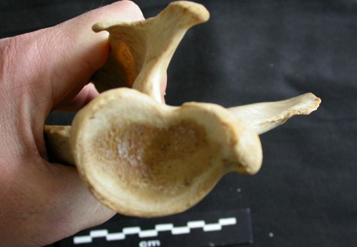 Scapula : vue ventrale (17612 visites) Panthera leo - Femelle adulte - Élément droitCollection : Aberdares (Id:OM7713) - Pays : Kenya
Scapula : vue ventrale