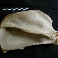 Scapula : vue latérale (15916 visites) Panthera leo - Femelle adulte - Élément droitCollection : Aberdares (Id:OM7713) - Pays : Kenya
Scapula : vue latérale