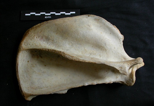 Scapula : vue latérale (15802 visites) Panthera leo - Femelle adulte - Élément droitCollection : Aberdares (Id:OM7713) - Pays : Kenya
Scapula : vue latérale
