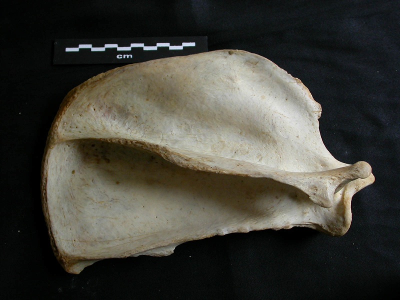 Scapula : vue latérale (15855 visites) Panthera leo - Femelle adulte - Élément droitCollection : Aberdares (Id:OM7713) - Pays : Kenya
Scapula : vue latérale