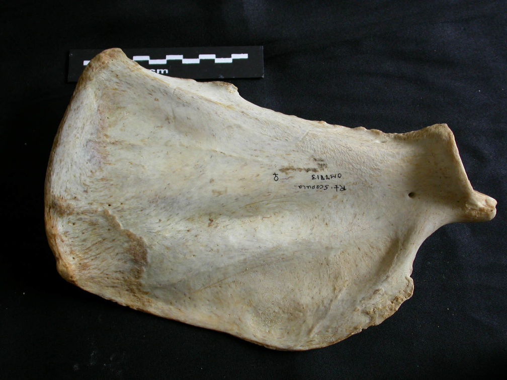 Scapula : vue médiale (15743 visites) Panthera leo - Femelle adulte - Élément droitCollection : Aberdares (Id:OM7713) - Pays : Kenya
Scapula : vue médiale
