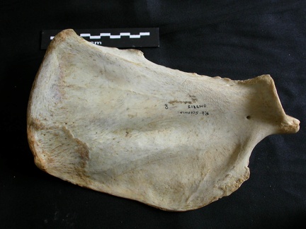 Scapula : vue médiale (15684 visites) Panthera leo - Femelle adulte - Élément droitCollection : Aberdares (Id:OM7713) - Pays : Kenya
Scapula : vue médiale