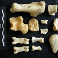 Tarse et phalanges (72494 visites) Panthera leo - Femelle adulte - Éléments droitsCollection : Aberdares (Id:OM7713) - Pays : Kenya
... Tarse et phalanges