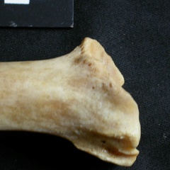 Tibia : partie distale (19810 visites) Panthera leo - Femelle adulte - Élément droitCollection : Aberdares (Id:OM7713) - Pays : Kenya
Tibia : partie distale