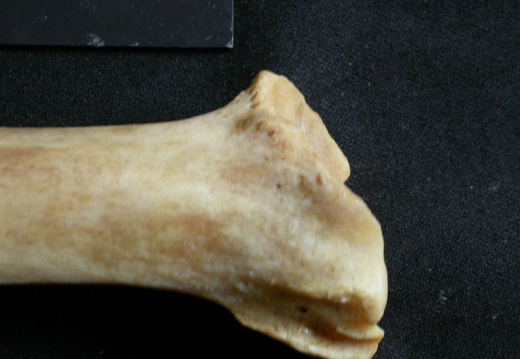 Tibia: distal part (19753 visits) Panthera leo - Adult female - Right elementCollection: Aberdares (Id:OM7713) - Country: Kenya Tibia: distal part