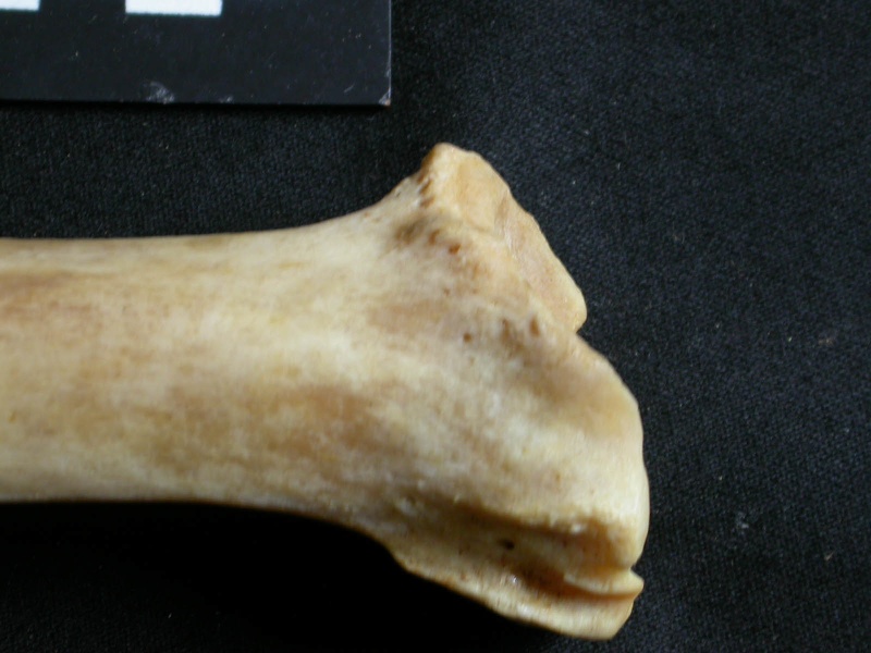 Tibia : partie distale (19727 visites) Panthera leo - Femelle adulte - Élément droitCollection : Aberdares (Id:OM7713) - Pays : Kenya
Tibia : partie distale