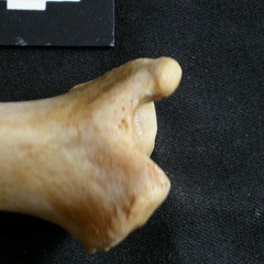 Tibia : partie distale (19114 visites) Panthera leo - Femelle adulte - Élément droitCollection : Aberdares (Id:OM7713) - Pays : Kenya
Tibia : partie distale