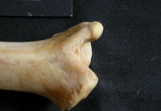 Tibia: distal part (19090 visits) Panthera leo - Adult female - Right elementCollection: Aberdares (Id:OM7713) - Country: Kenya Tibia: distal part