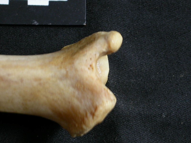 Tibia : partie distale (19059 visites) Panthera leo - Femelle adulte - Élément droitCollection : Aberdares (Id:OM7713) - Pays : Kenya
Tibia : partie distale