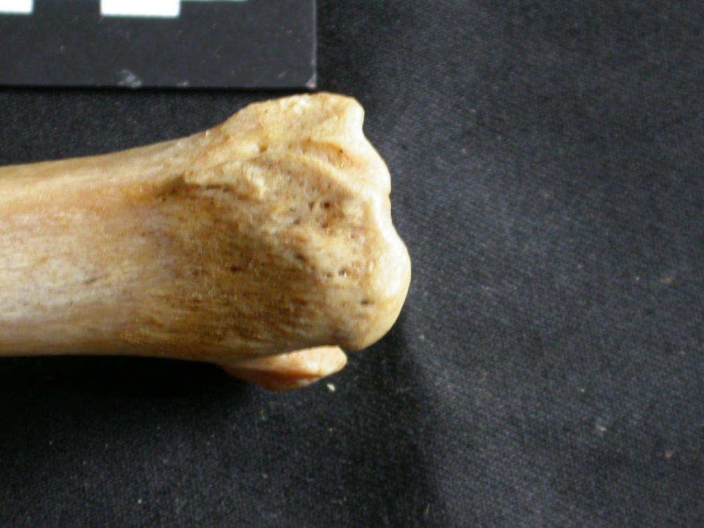 Tibia : partie distale (18429 visites) Panthera leo - Femelle adulte - Élément droitCollection : Aberdares (Id:OM7713) - Pays : Kenya
Tibia : partie distale